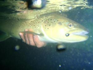 brown trout fishing